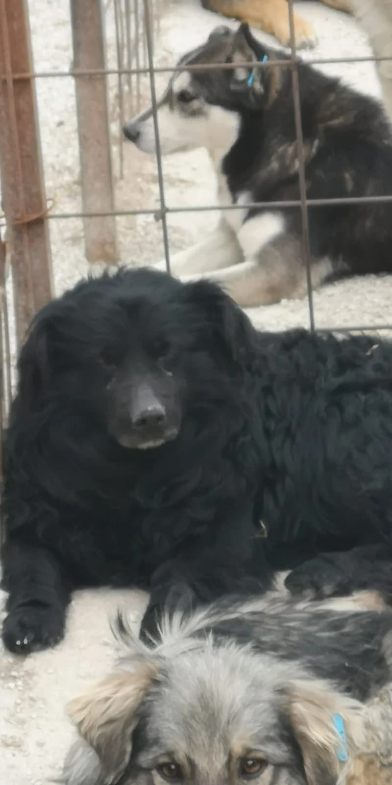 Oreo, Mixed Breed for adoption at Save the Dogs BiH, Jajce