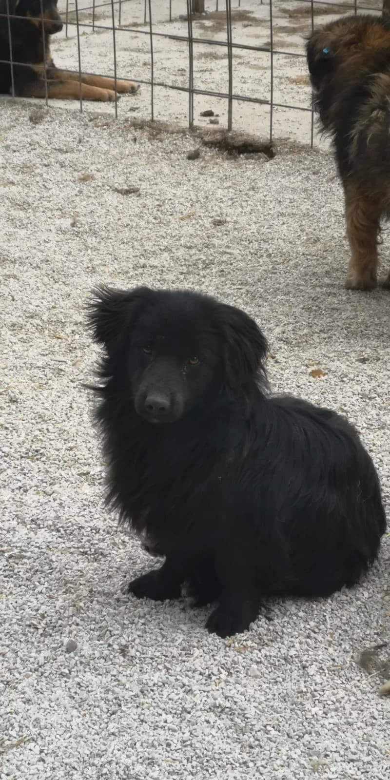 Nello, Mixed Breed for adoption at Save the Dogs BiH, Jajce
