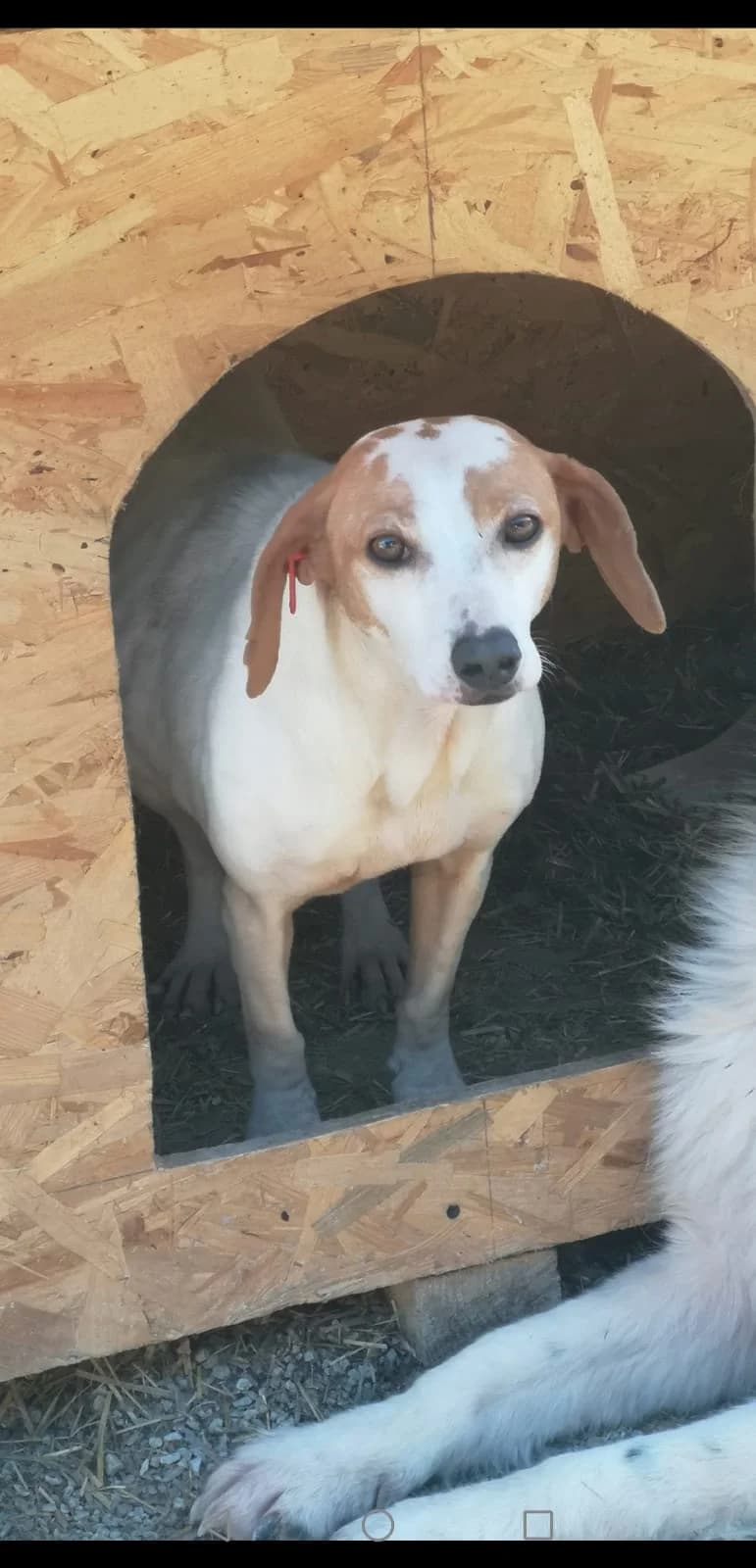 Lola, Mixed Breed for adoption at Save the Dogs BiH, Jajce