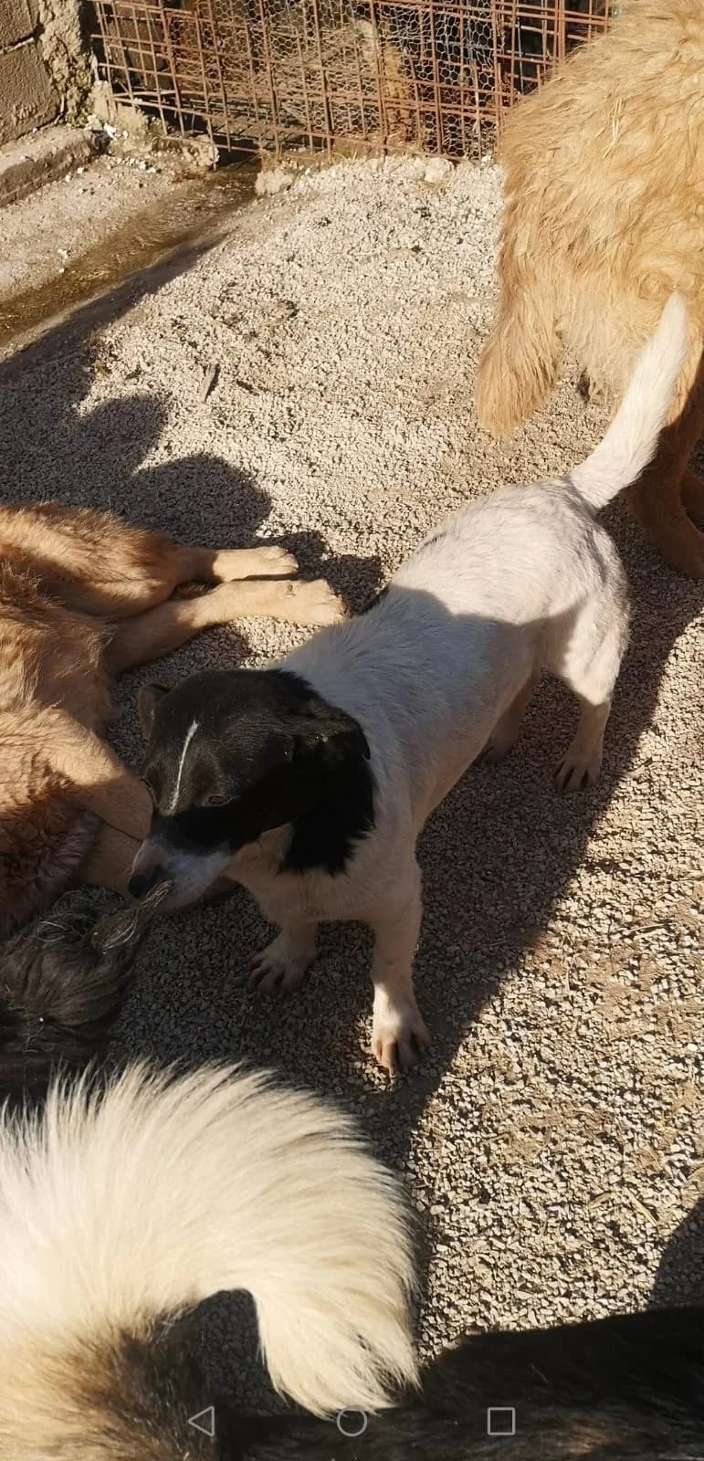 Tobi, Mixed Breed for adoption at Save the Dogs BiH, Jajce