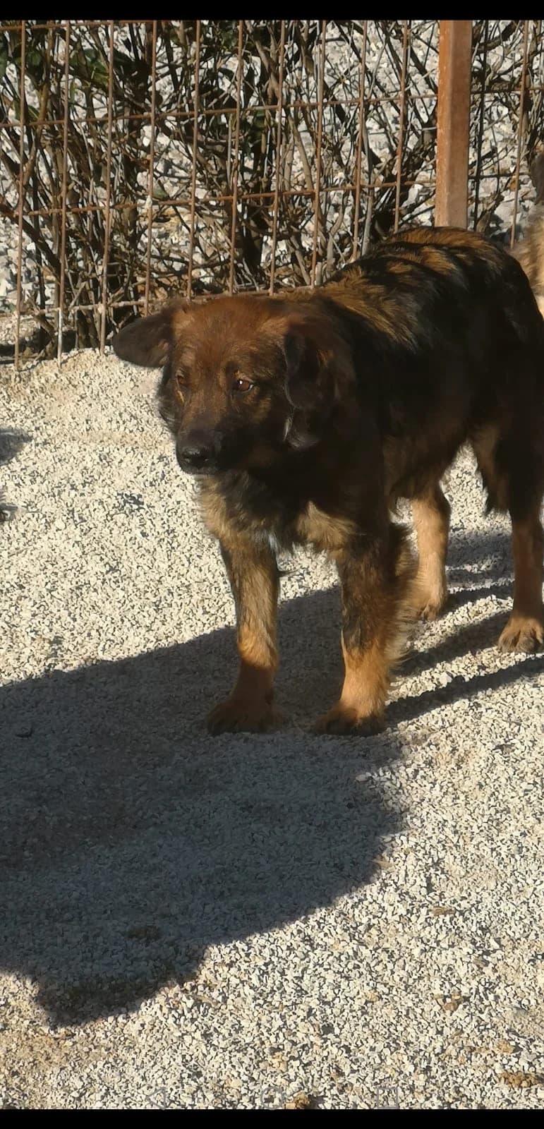 Phoebe, Mixed Breed for adoption at Save the Dogs BiH, Jajce
