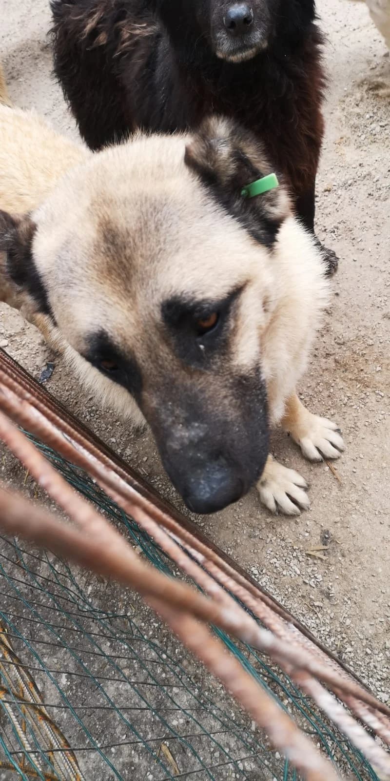 Skadi, Mixed Breed for adoption at Save the Dogs BiH, Jajce