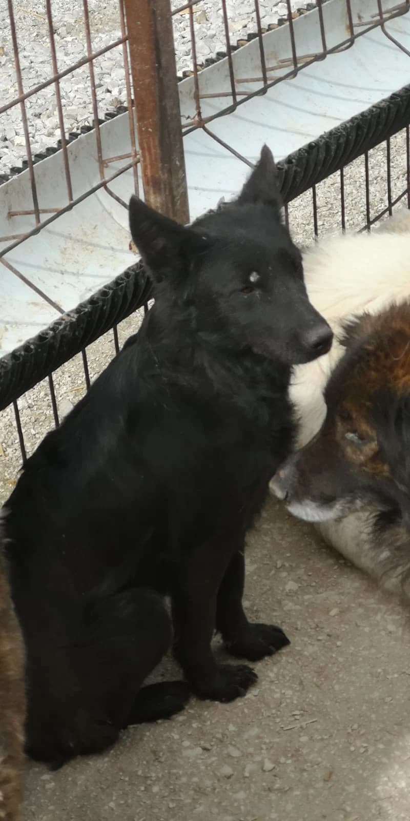 Lana, Mixed Breed for adoption at Save the Dogs BiH, Jajce