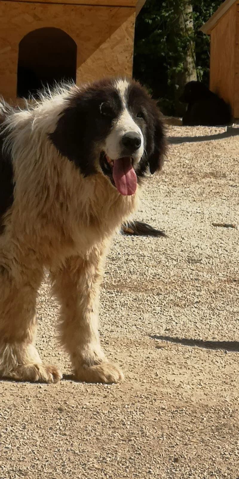 Boki, Mixed Breed for adoption at Save the Dogs BiH, Jajce
