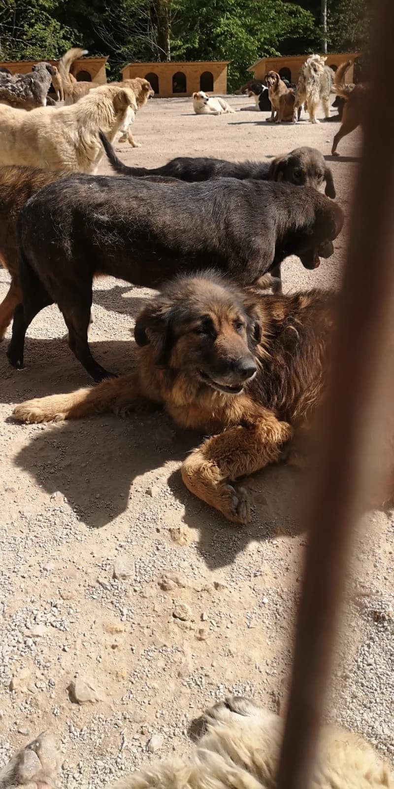 Bubi, Mixed Breed for adoption at Save the Dogs BiH, Jajce