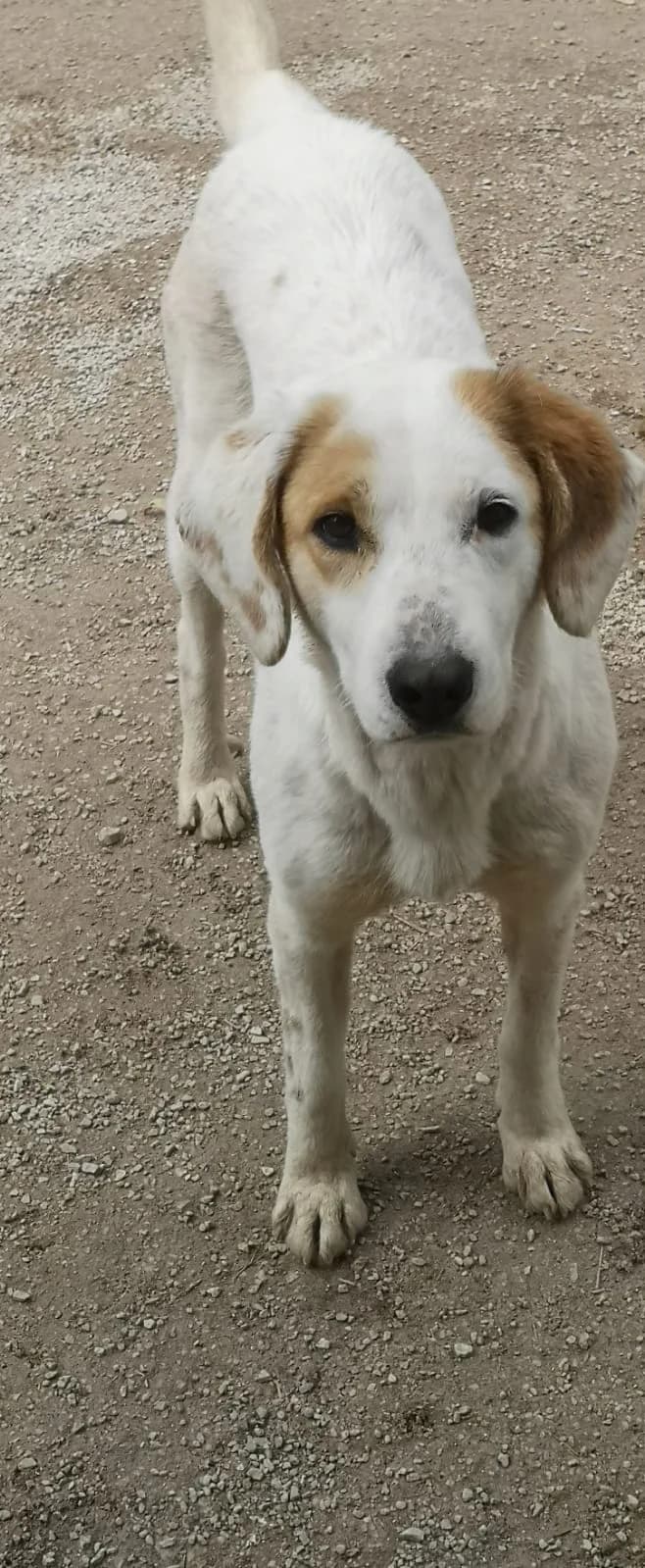 Sandy, Mixed Breed for adoption at Save the Dogs BiH, Jajce