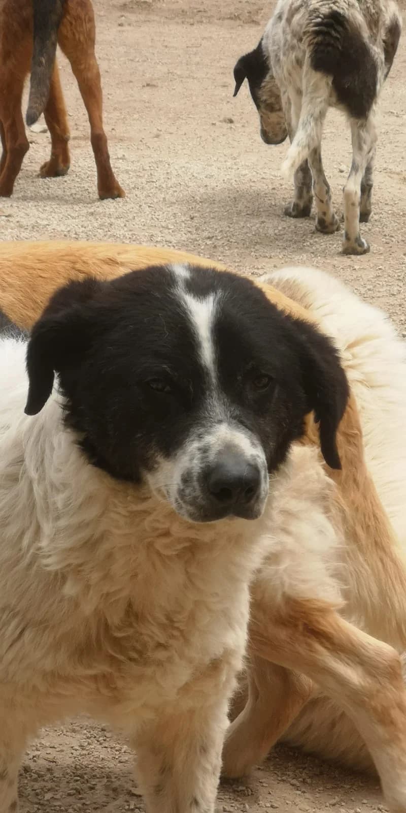 Siggi, Mixed Breed for adoption at Save the Dogs BiH, Jajce