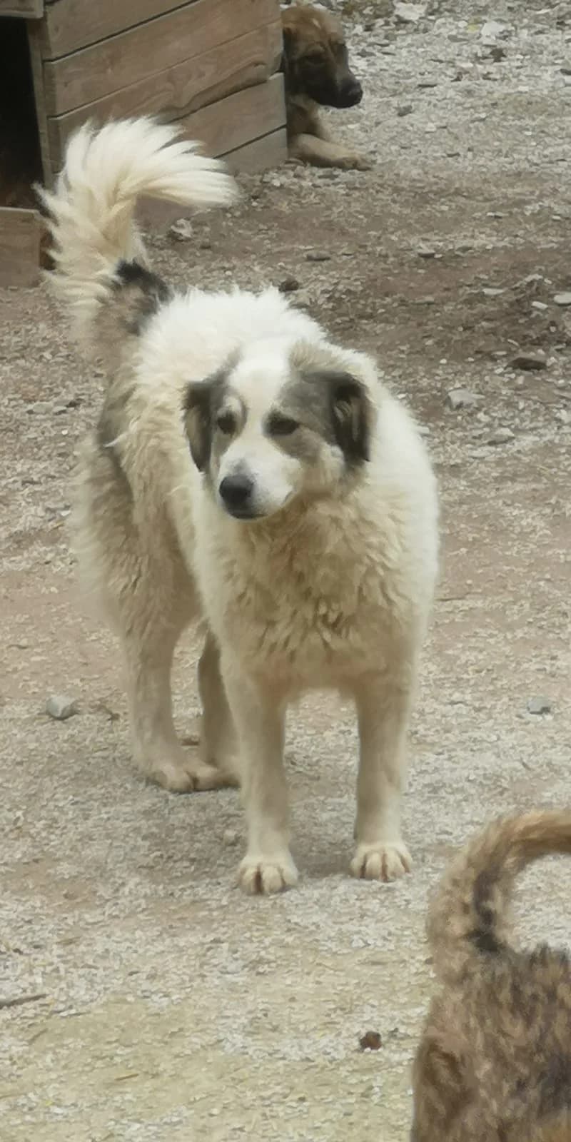 Vaku, Mixed Breed for adoption at Save the Dogs BiH, Jajce