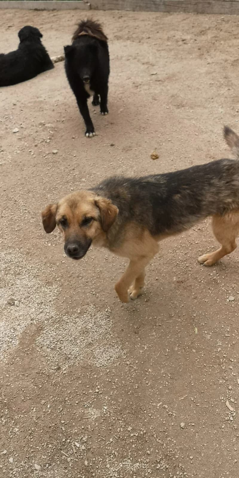 Destiny, Mixed Breed for adoption at Save the Dogs BiH, Jajce