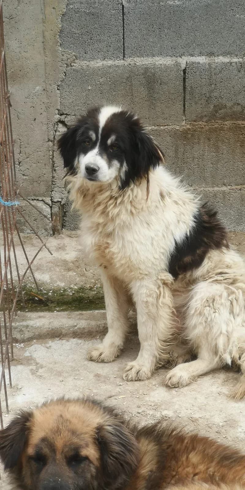 Robbi, Mixed Breed for adoption at Save the Dogs BiH, Jajce