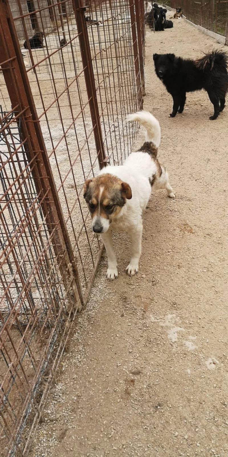 Mathilda, Mixed Breed for adoption at Save the Dogs BiH, Jajce