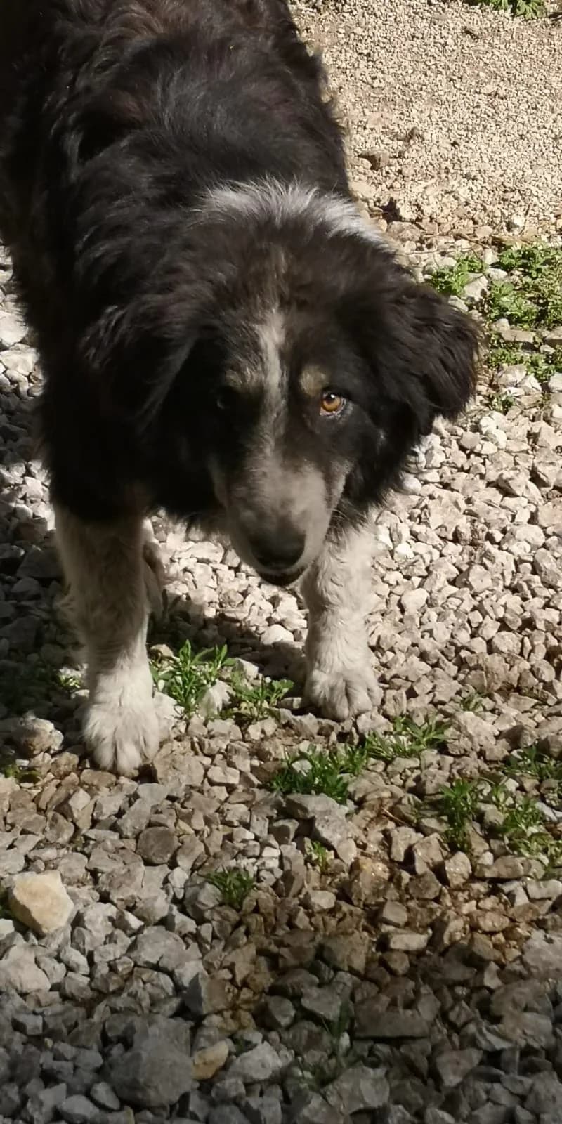 Senja, Mixed Breed for adoption at Save the Dogs BiH, Jajce