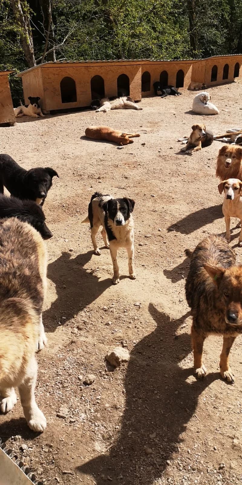 Luna, Mixed Breed for adoption at Save the Dogs BiH, Jajce