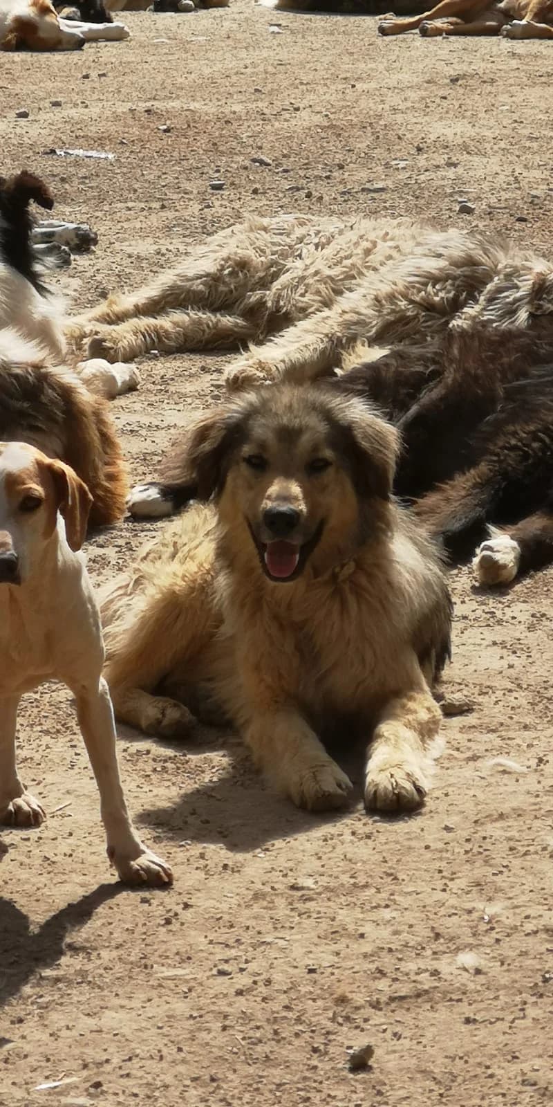 Linda, Mixed Breed for adoption at Save the Dogs BiH, Jajce