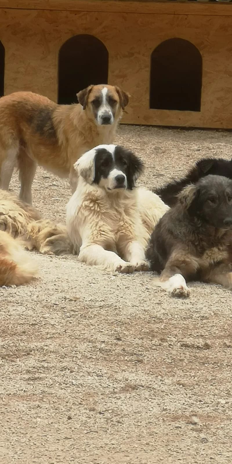 Ayam, Mixed Breed for adoption at Save the Dogs BiH, Jajce
