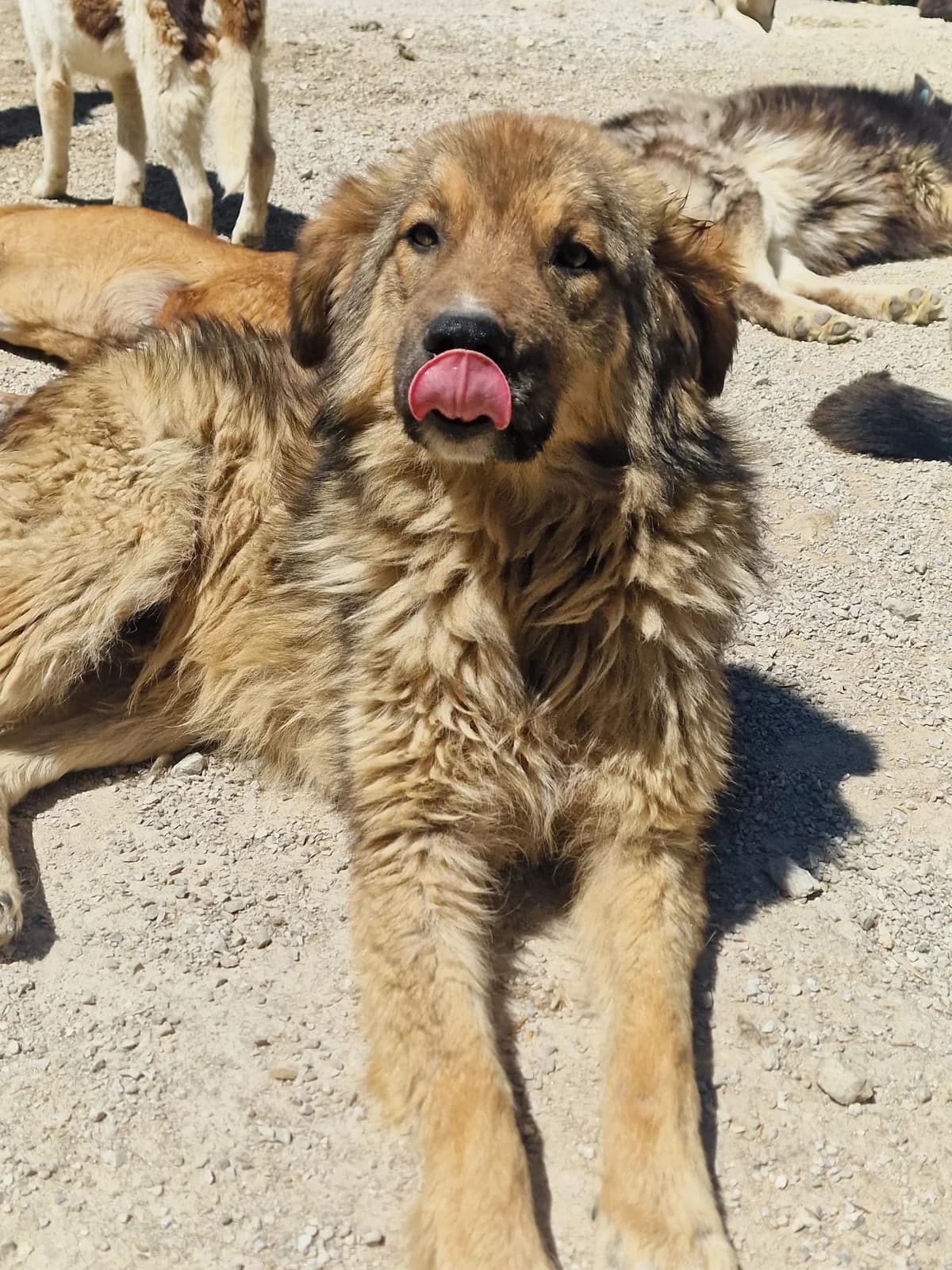 Milou, Mixed Breed for adoption at Save the Dogs BiH, Jajce