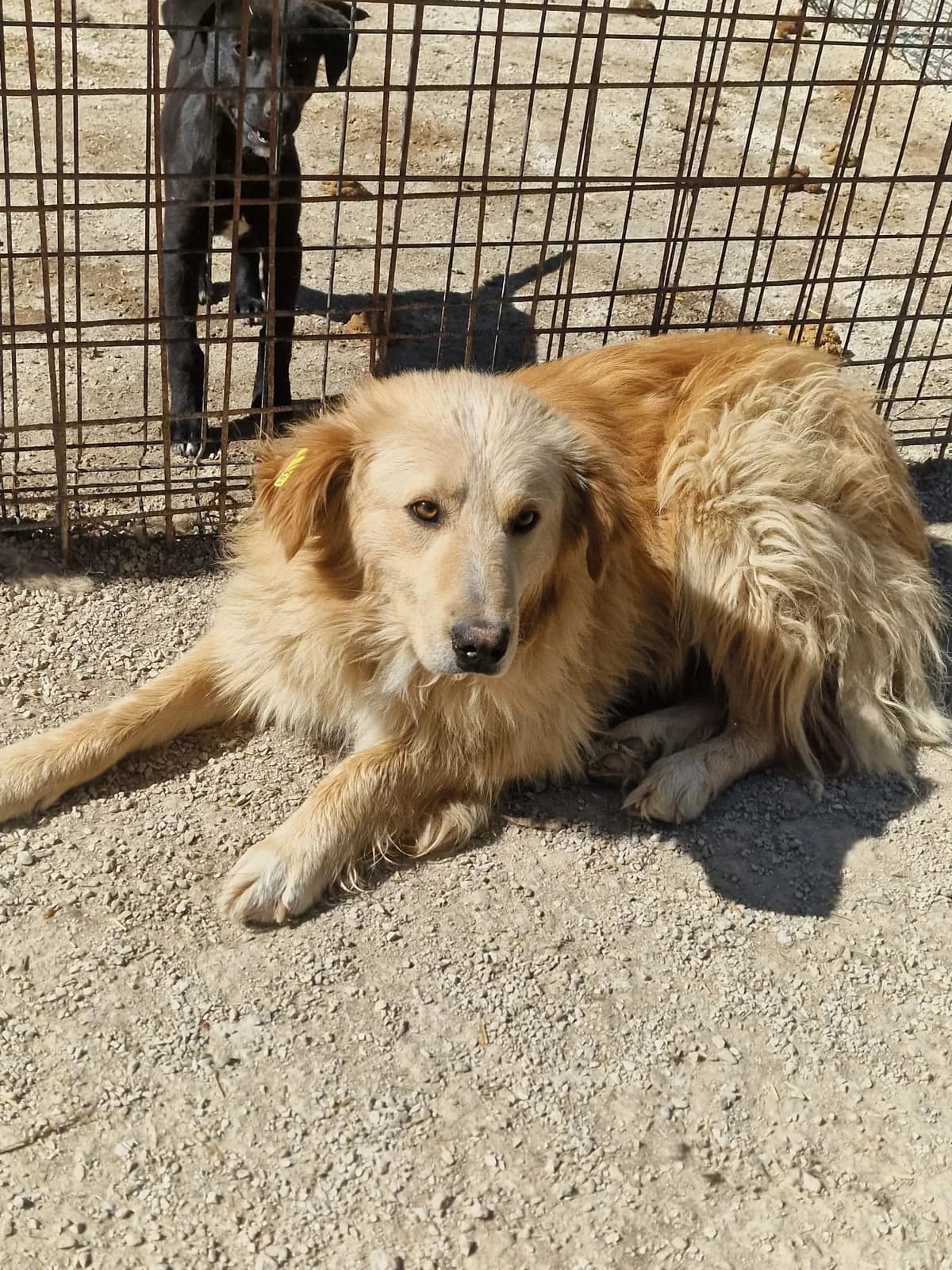 Laila, Mixed Breed for adoption at Save the Dogs BiH, Jajce