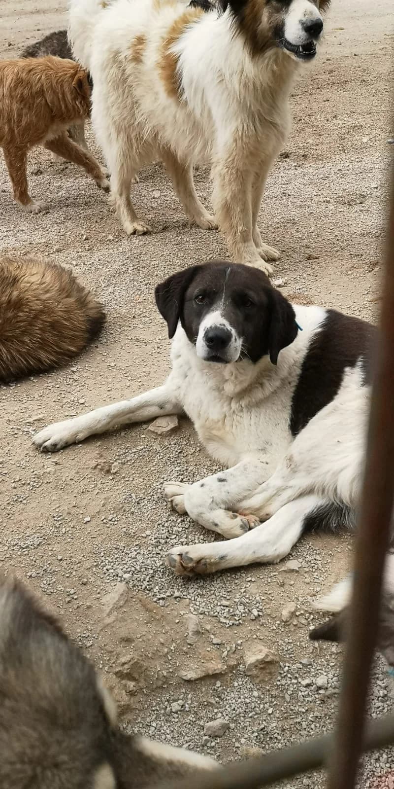 Cindy, Mixed Breed for adoption at Save the Dogs BiH, Jajce