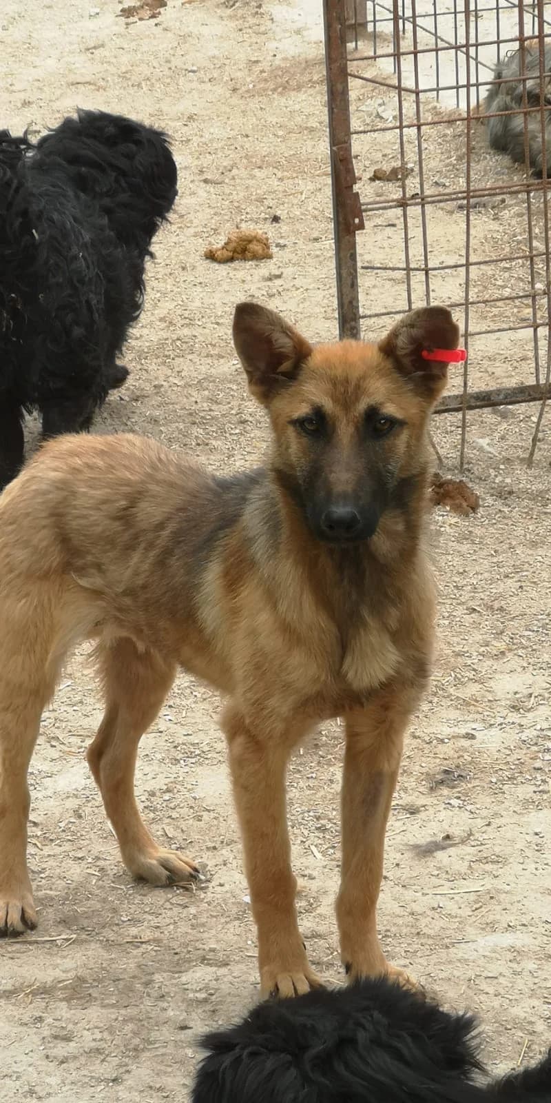 Phoebe, Mixed Breed for adoption at Save the Dogs BiH, Jajce