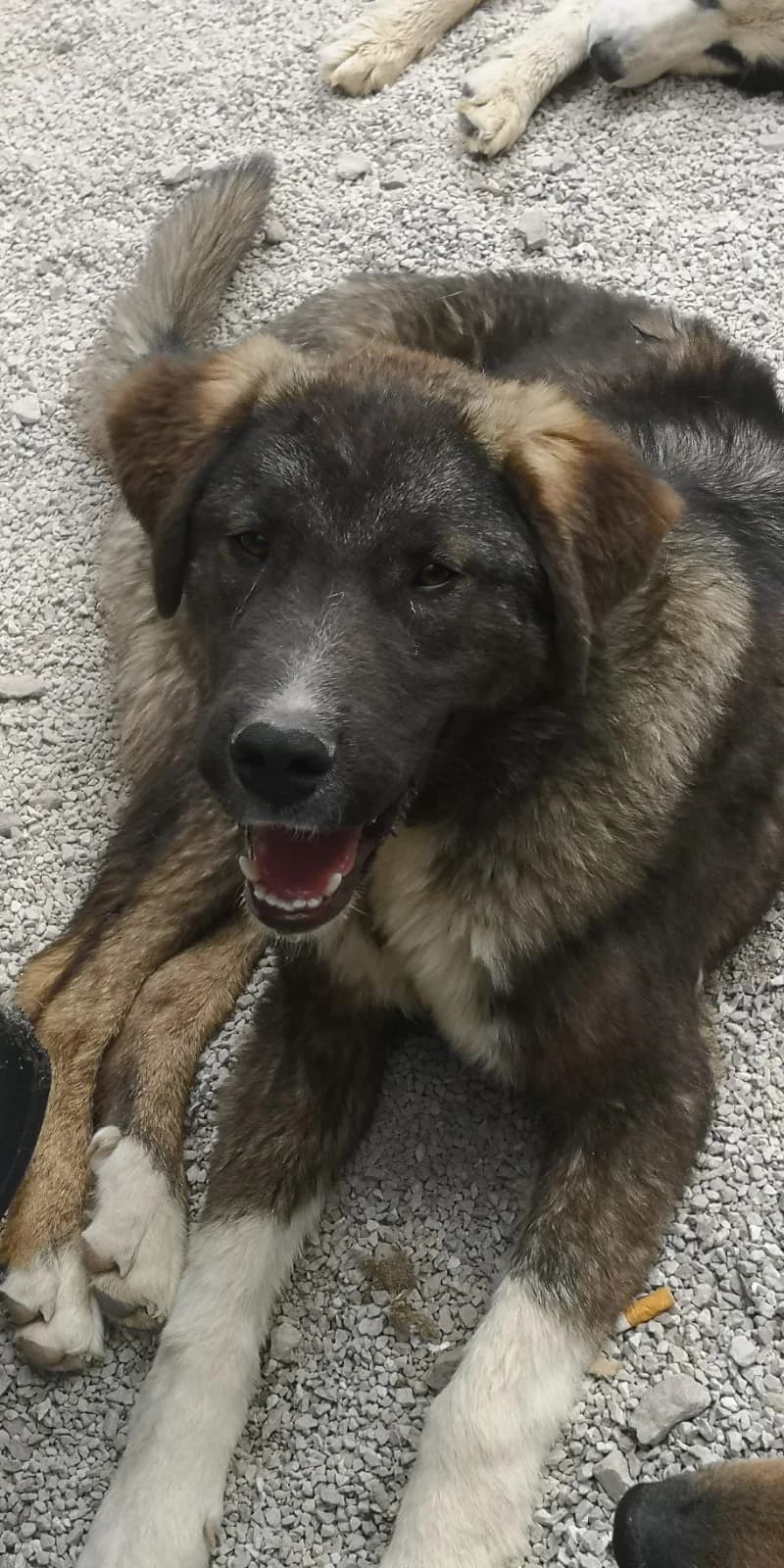 Lordi, Mixed Breed for adoption at Save the Dogs BiH, Jajce