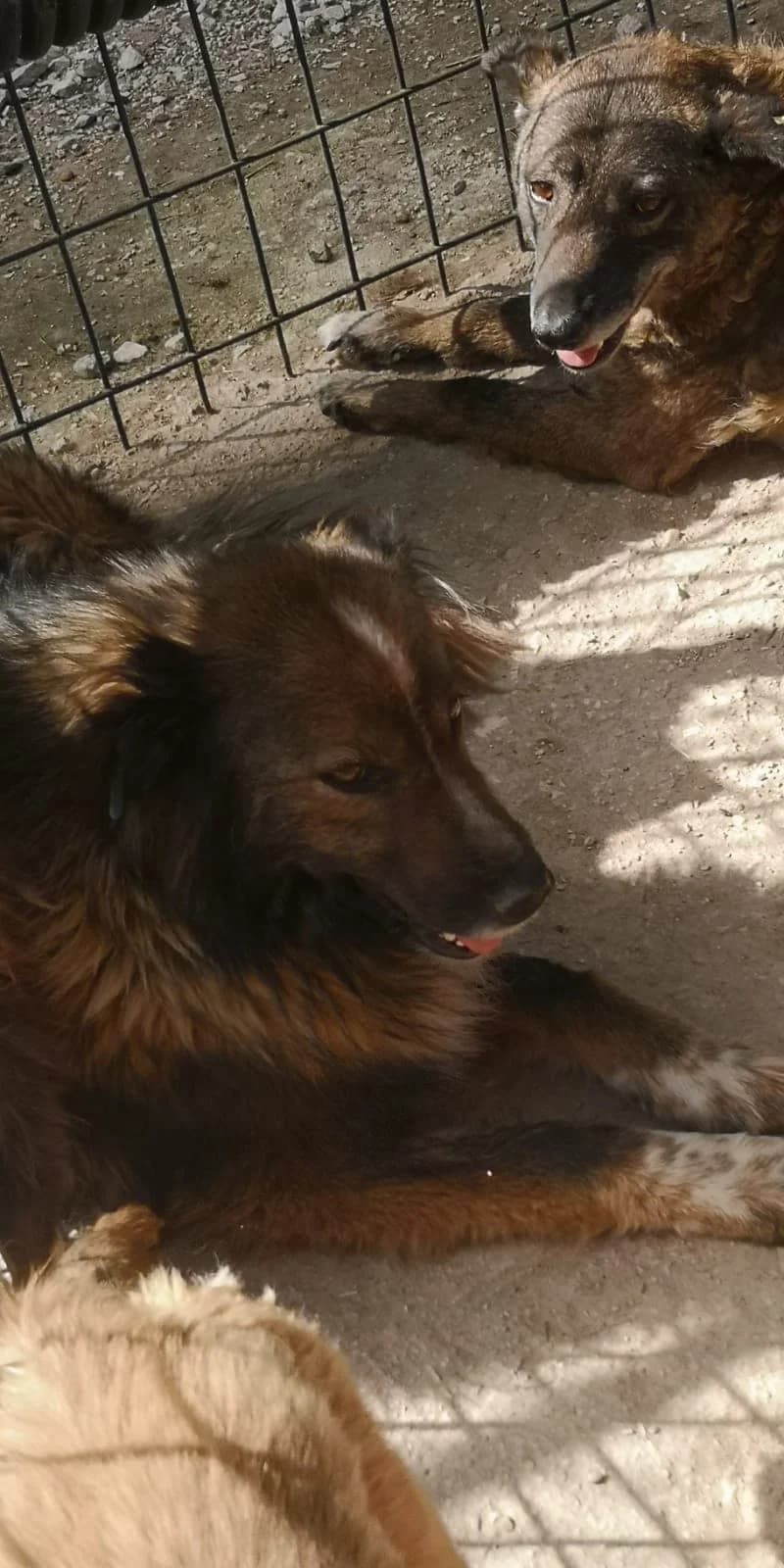Meda, Mixed Breed for adoption at Save the Dogs BiH, Jajce