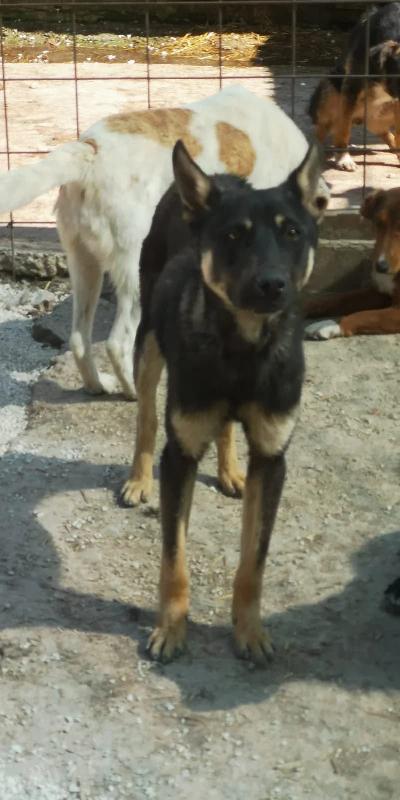 Hercules, Mixed Breed for adoption at Save the Dogs BiH, Jajce