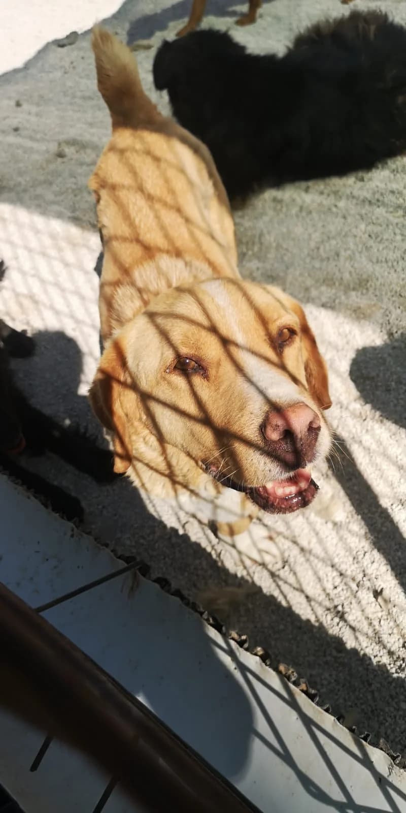 Aiko, Mixed Breed for adoption at Save the Dogs BiH, Jajce