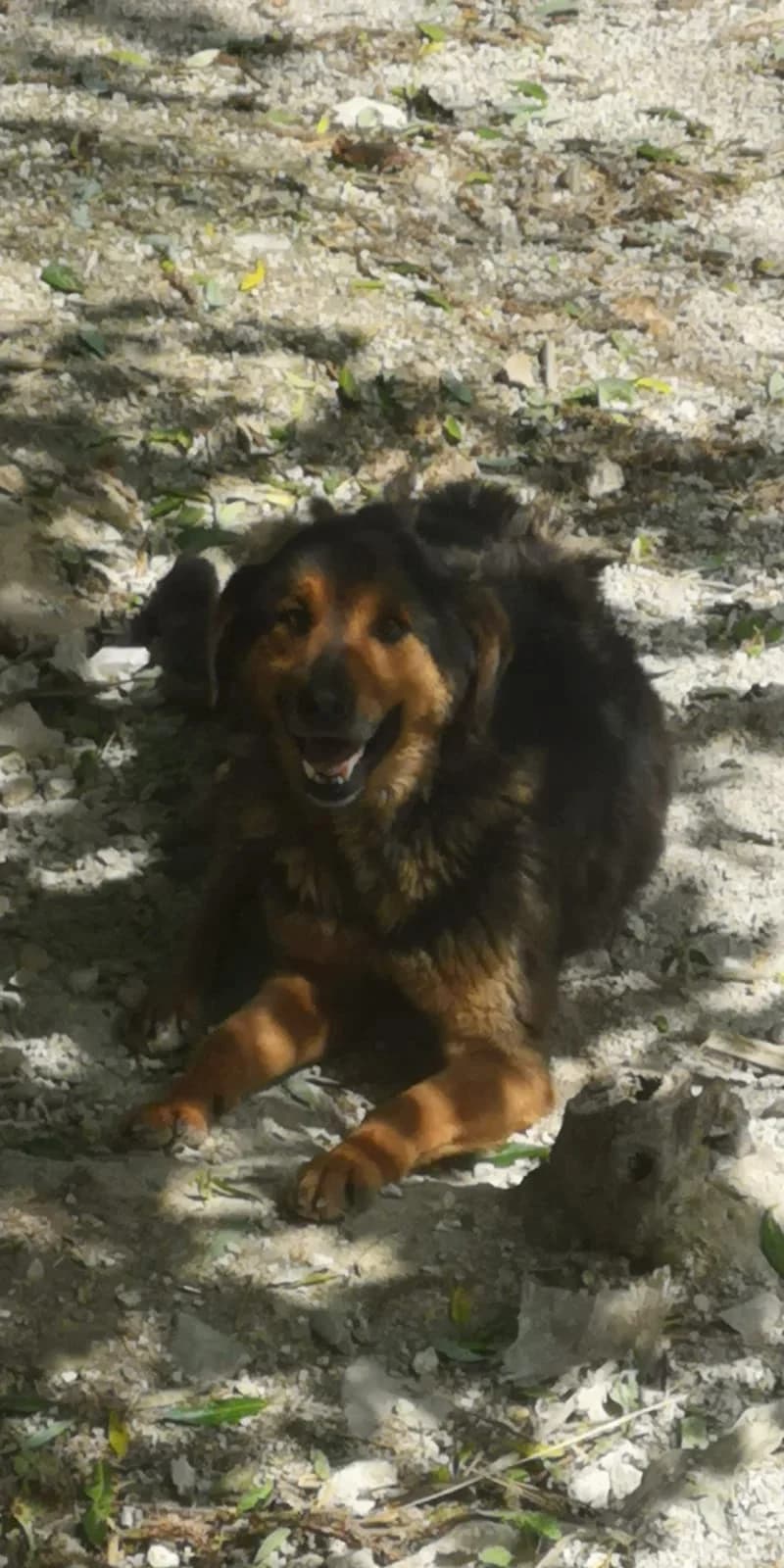 Bubi, Mixed Breed for adoption at Save the Dogs BiH, Jajce