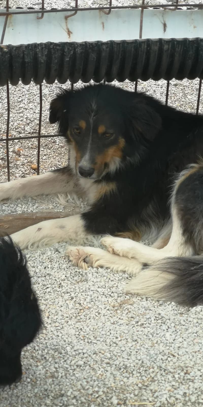 Flory, Mixed Breed for adoption at Save the Dogs BiH, Jajce