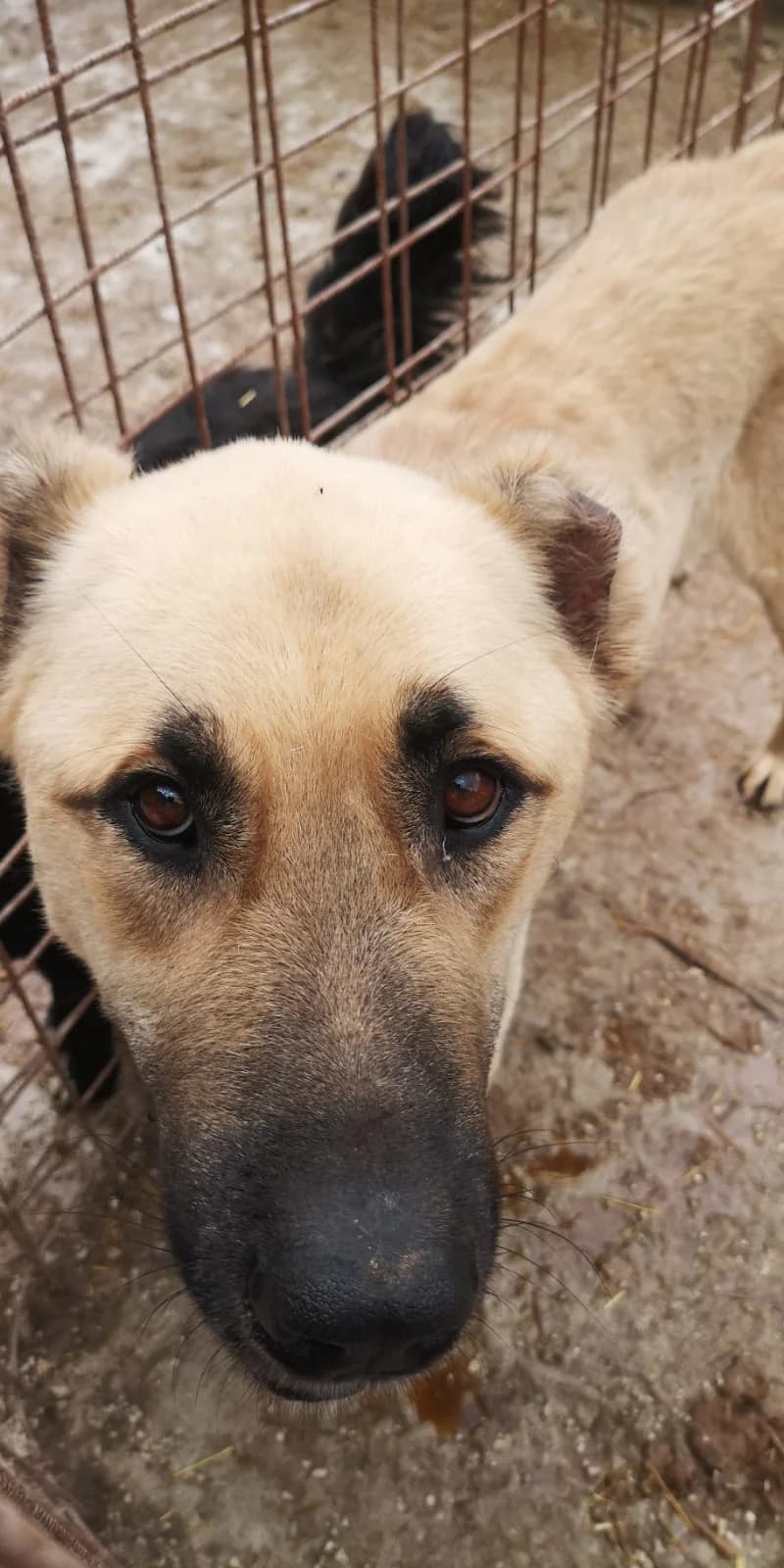 Scott, Mixed Breed for adoption at Save the Dogs BiH, Jajce