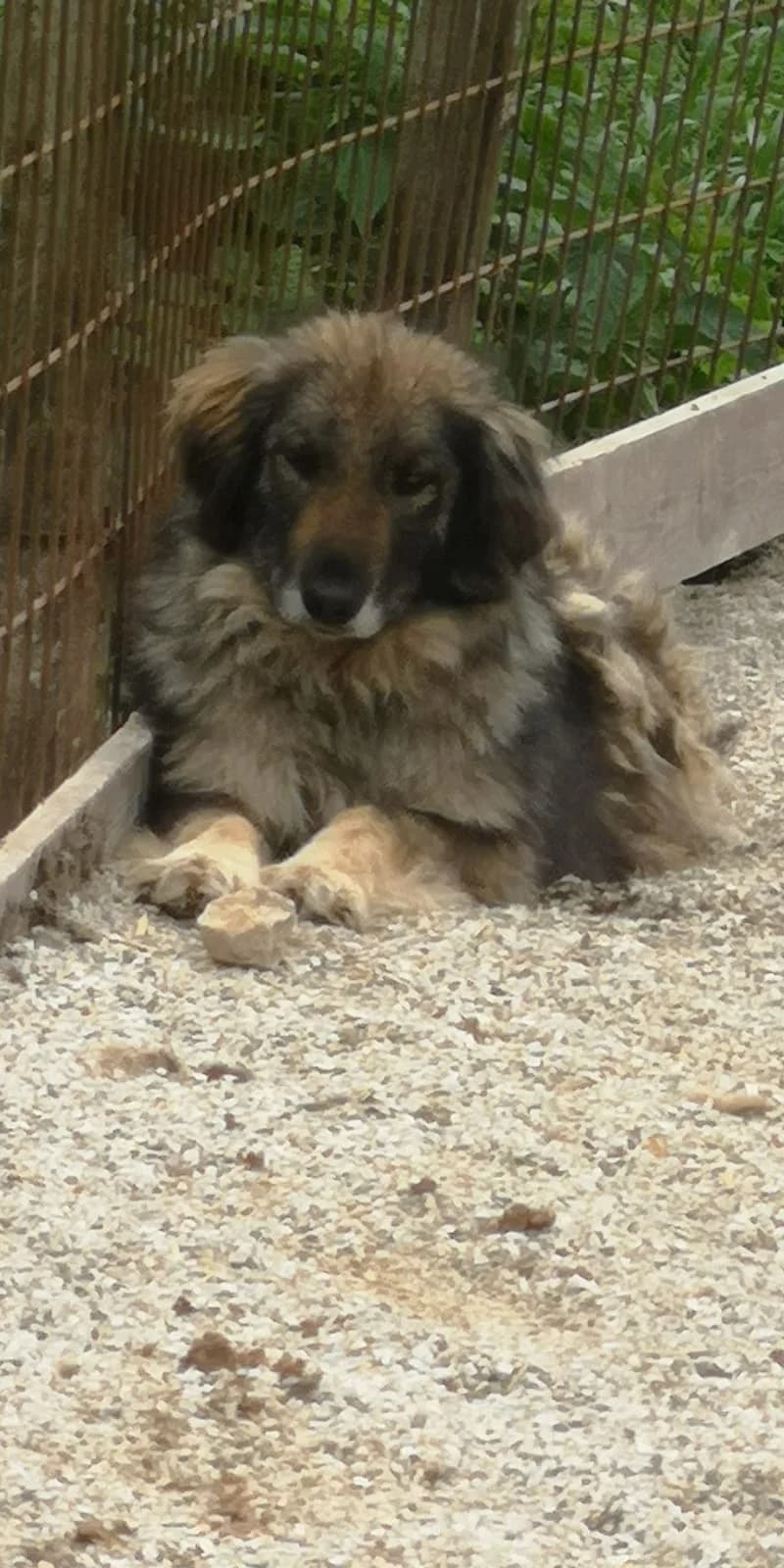 Kalina, Mixed Breed for adoption at Save the Dogs BiH, Jajce