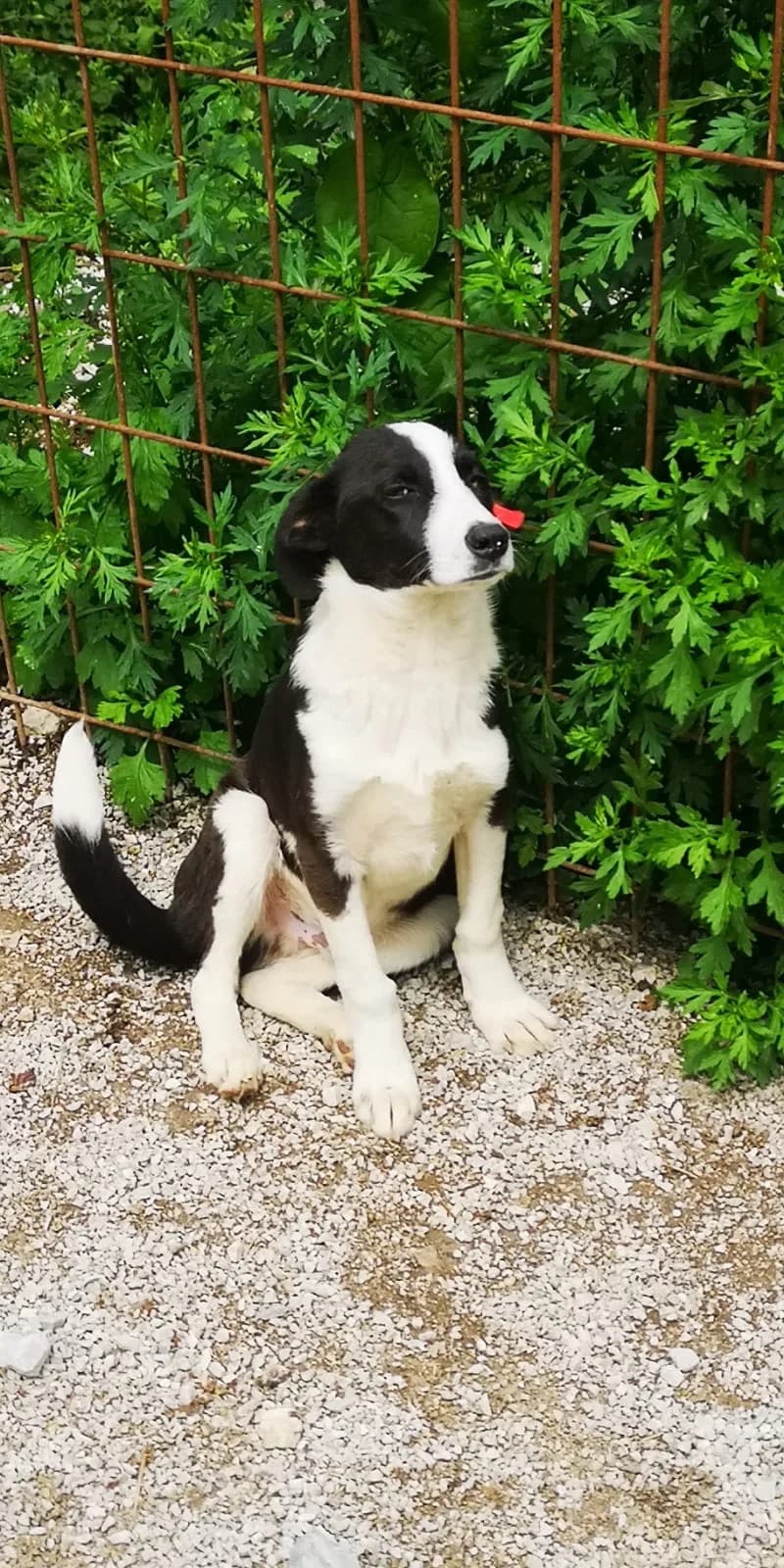 Sammy, Mixed Breed for adoption at Save the Dogs BiH, Jajce