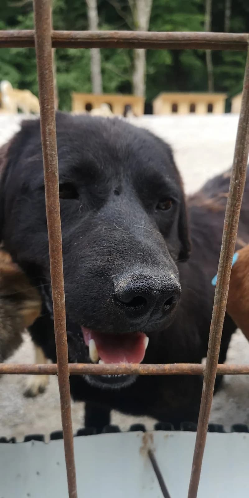 Dora, Mixed Breed for adoption at Save the Dogs BiH, Jajce