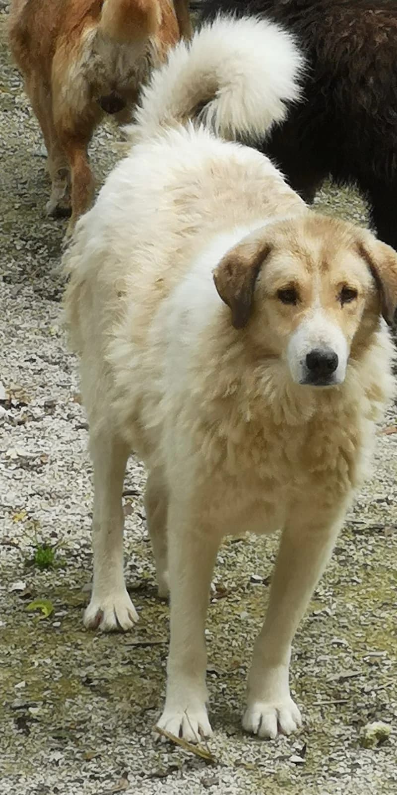 Giovanni, Mixed Breed for adoption at Save the Dogs BiH, Jajce