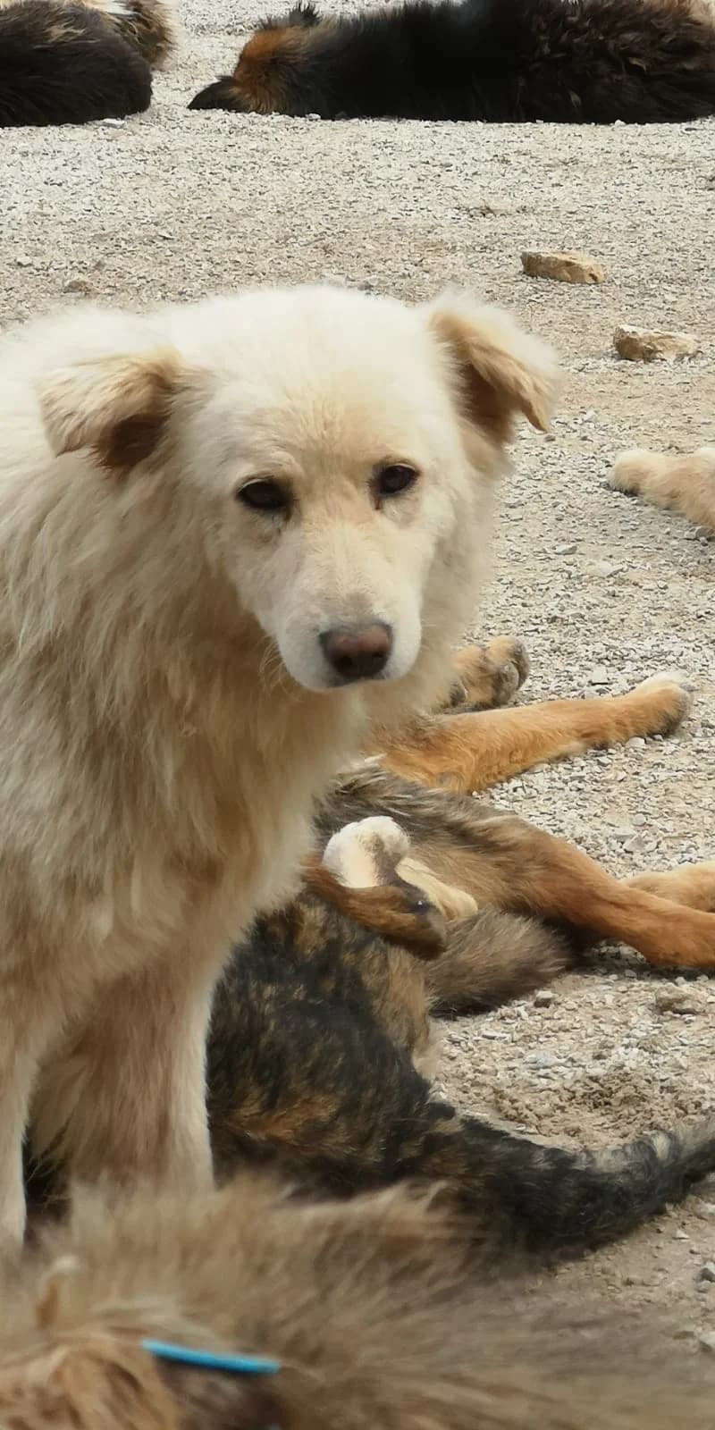 Laska, Mixed Breed for adoption at Save the Dogs BiH, Jajce