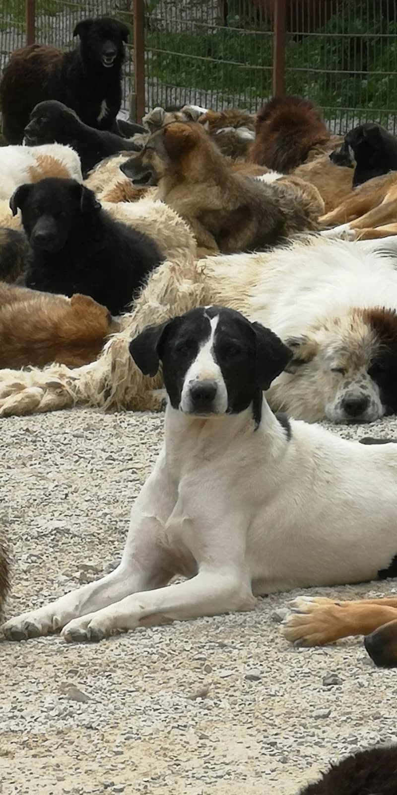 Pepper, Mixed Breed for adoption at Save the Dogs BiH, Jajce