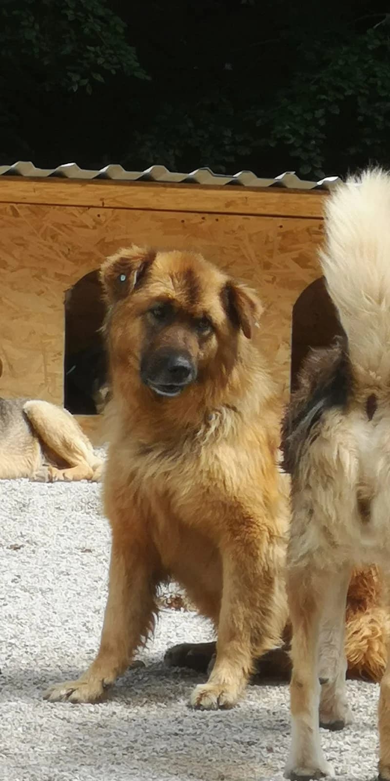 Medo, Mixed Breed for adoption at Save the Dogs BiH, Jajce