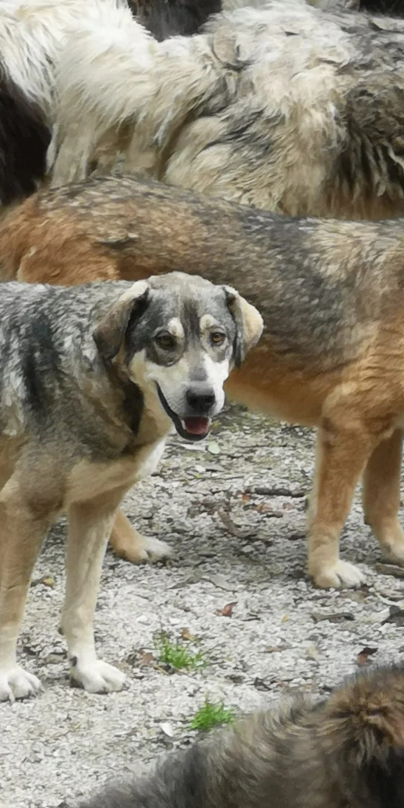 Bärli, Mixed Breed for adoption at Save the Dogs BiH, Jajce