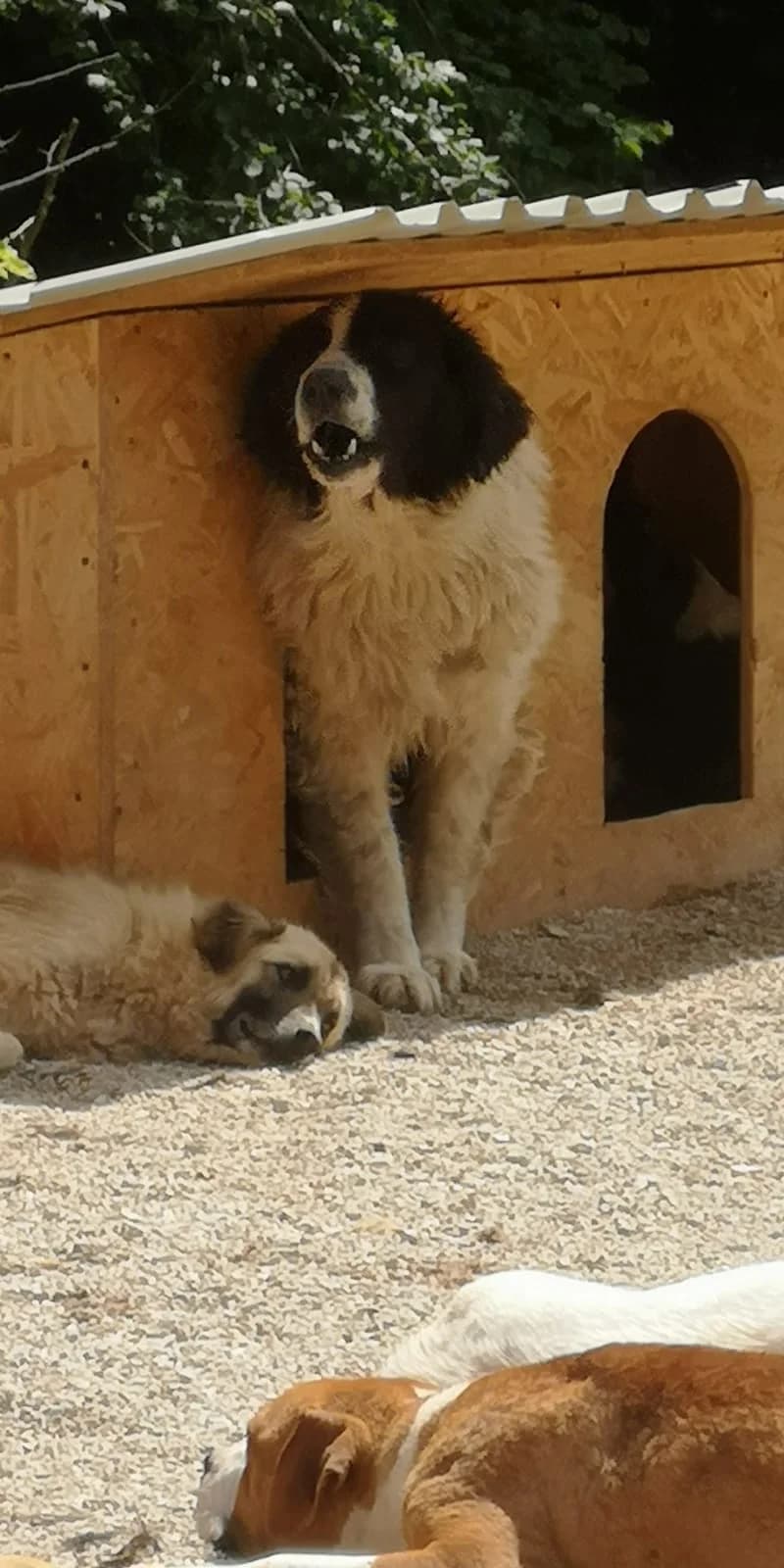 Bruno, Mixed Breed for adoption at Save the Dogs BiH, Jajce