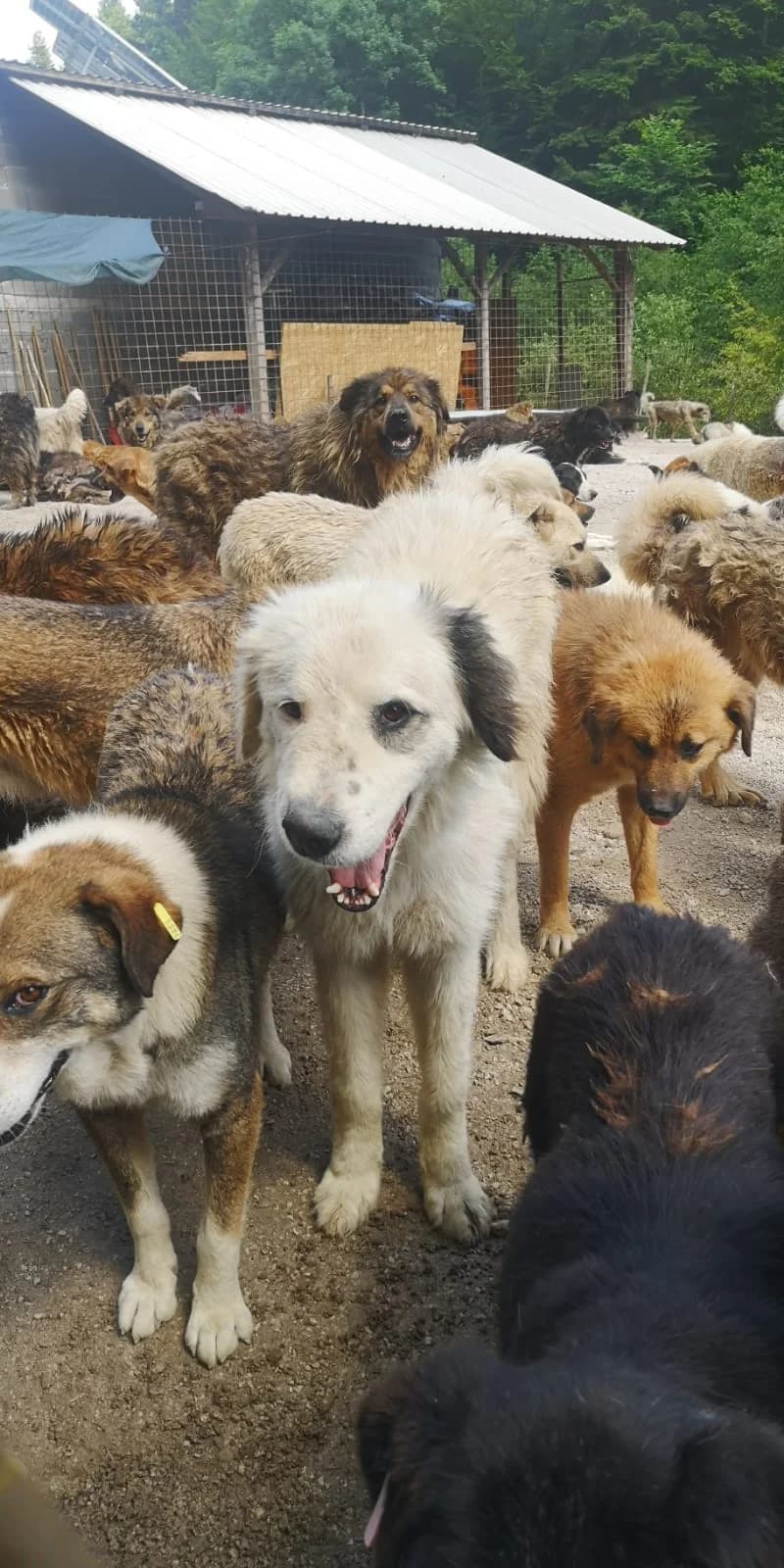 Filou, Mixed Breed for adoption at Save the Dogs BiH, Jajce