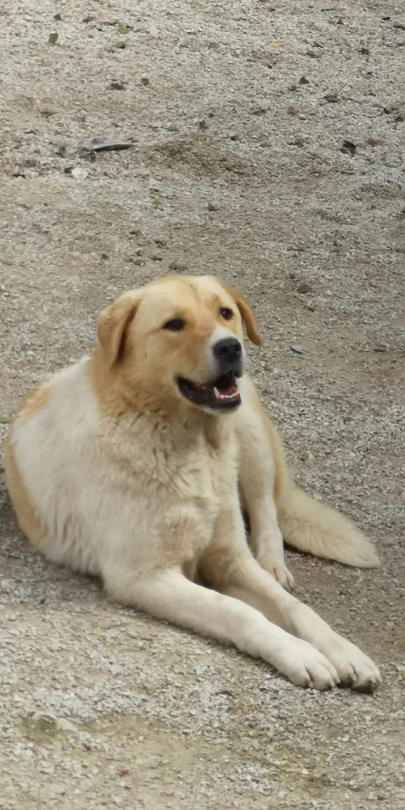 Bernadette, Mixed Breed for adoption at Save the Dogs BiH, Jajce