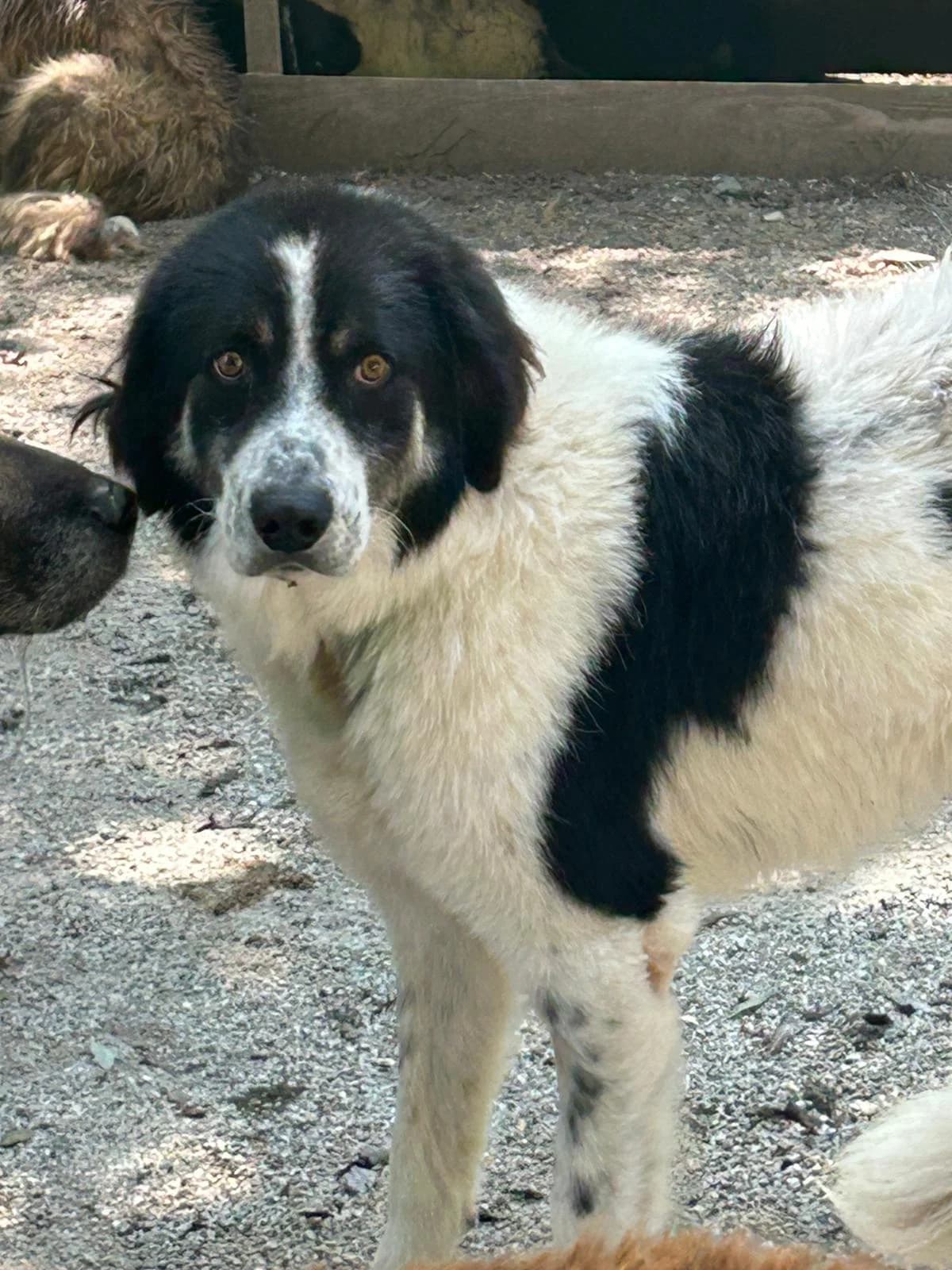 Asmo, Mixed Breed for adoption at Save the Dogs BiH, Jajce