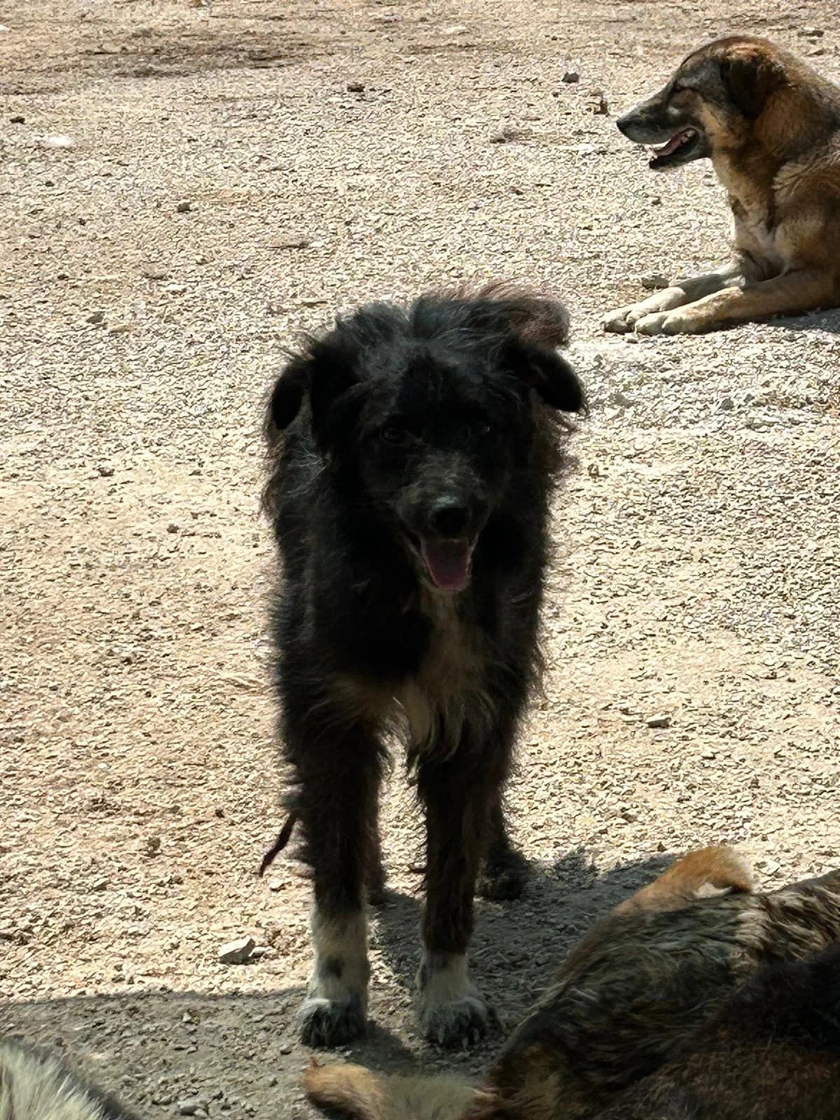 Chupi, Mixed Breed for adoption at Save the Dogs BiH, Jajce