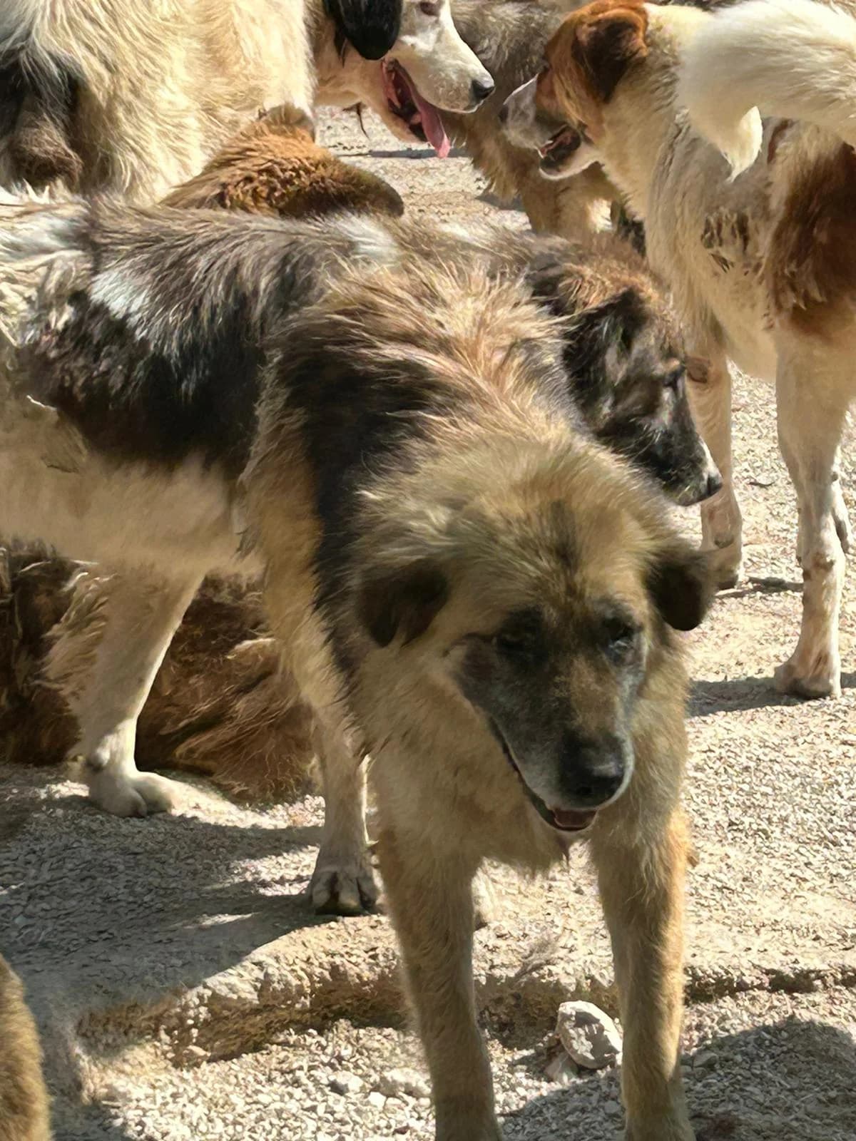 Xenia, Mixed Breed for adoption at Save the Dogs BiH, Jajce
