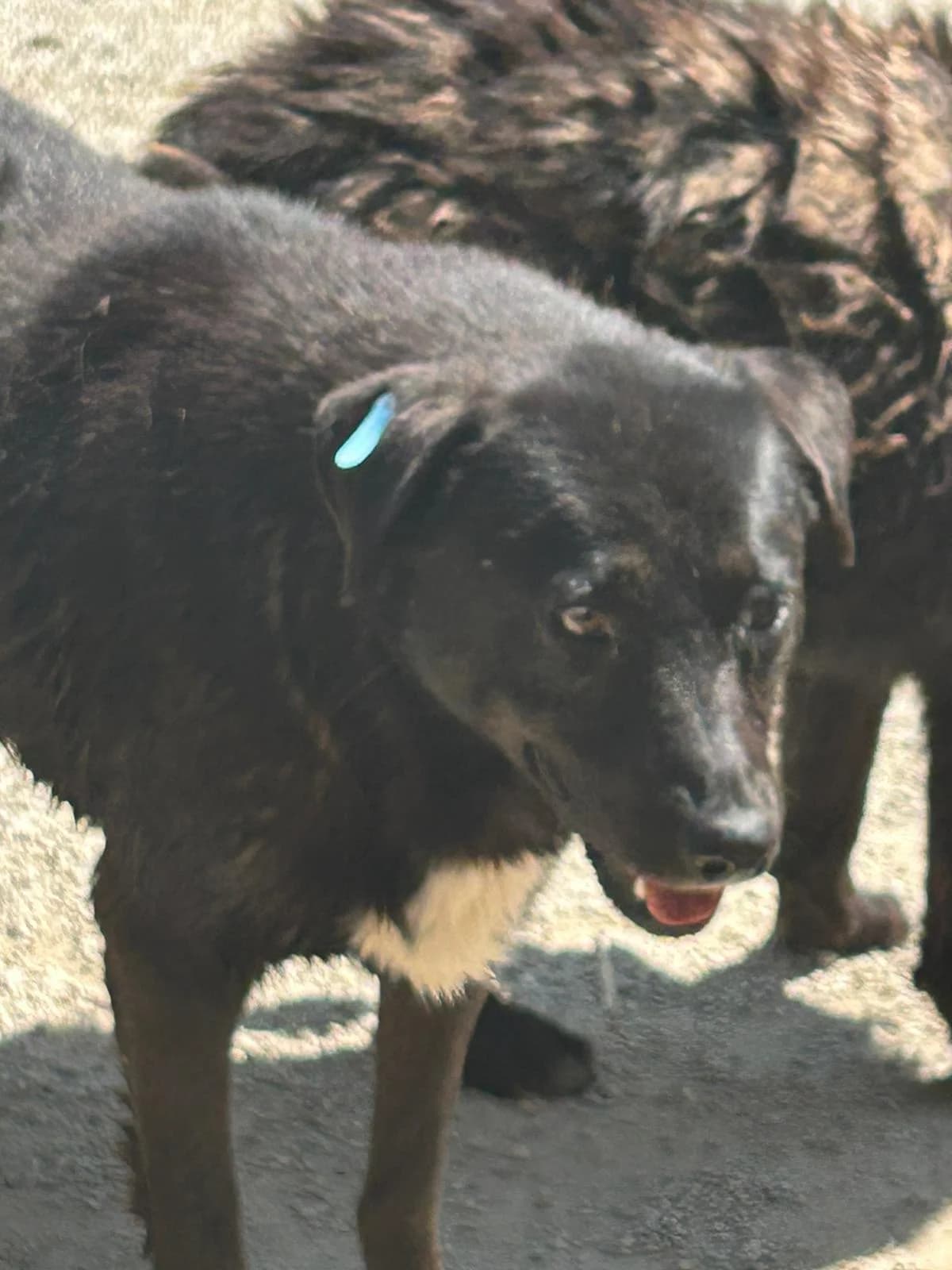 Soraya, Mixed Breed for adoption at Save the Dogs BiH, Jajce