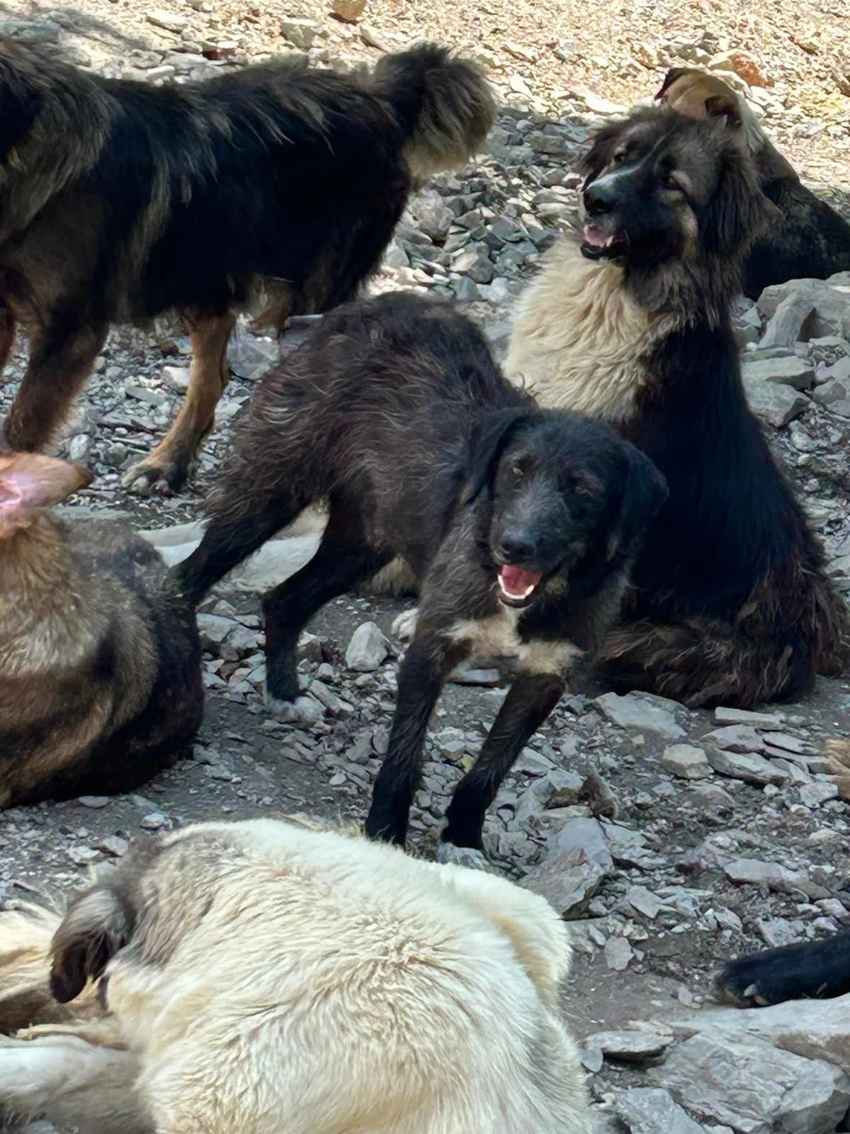 Yoko, Mixed Breed for adoption at Save the Dogs BiH, Jajce