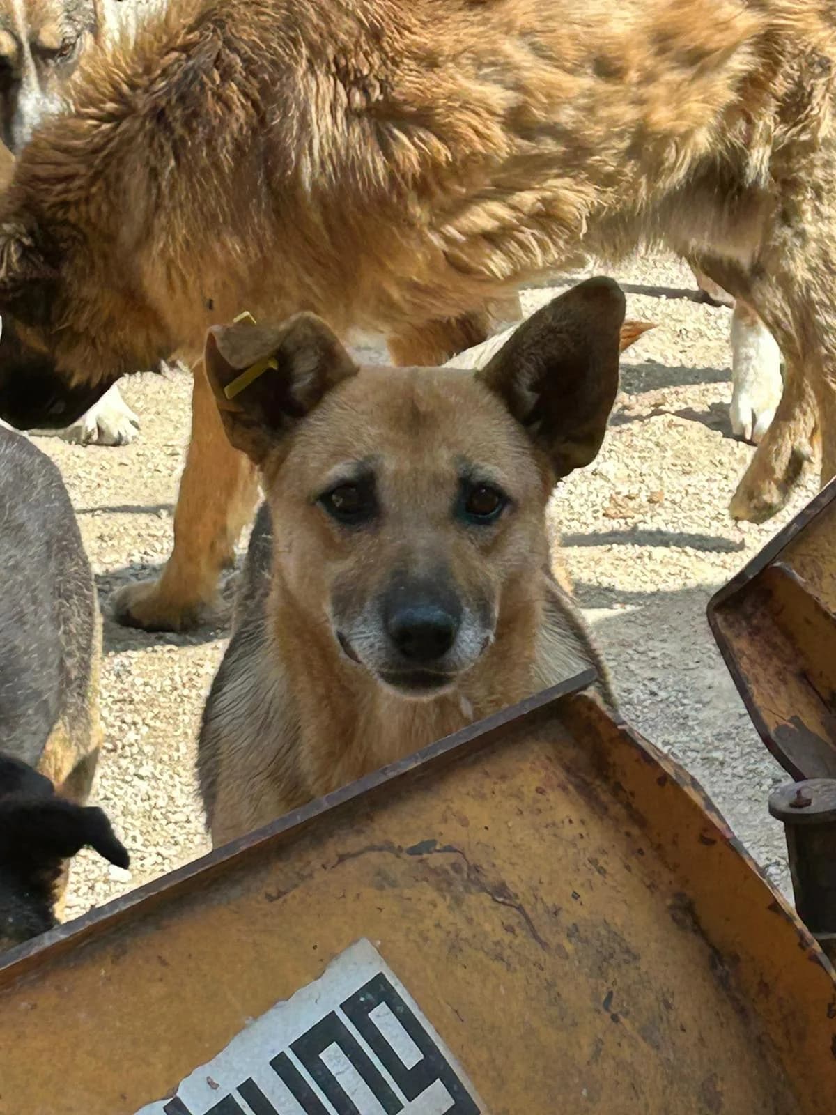Ori, Mixed Breed for adoption at Save the Dogs BiH, Jajce