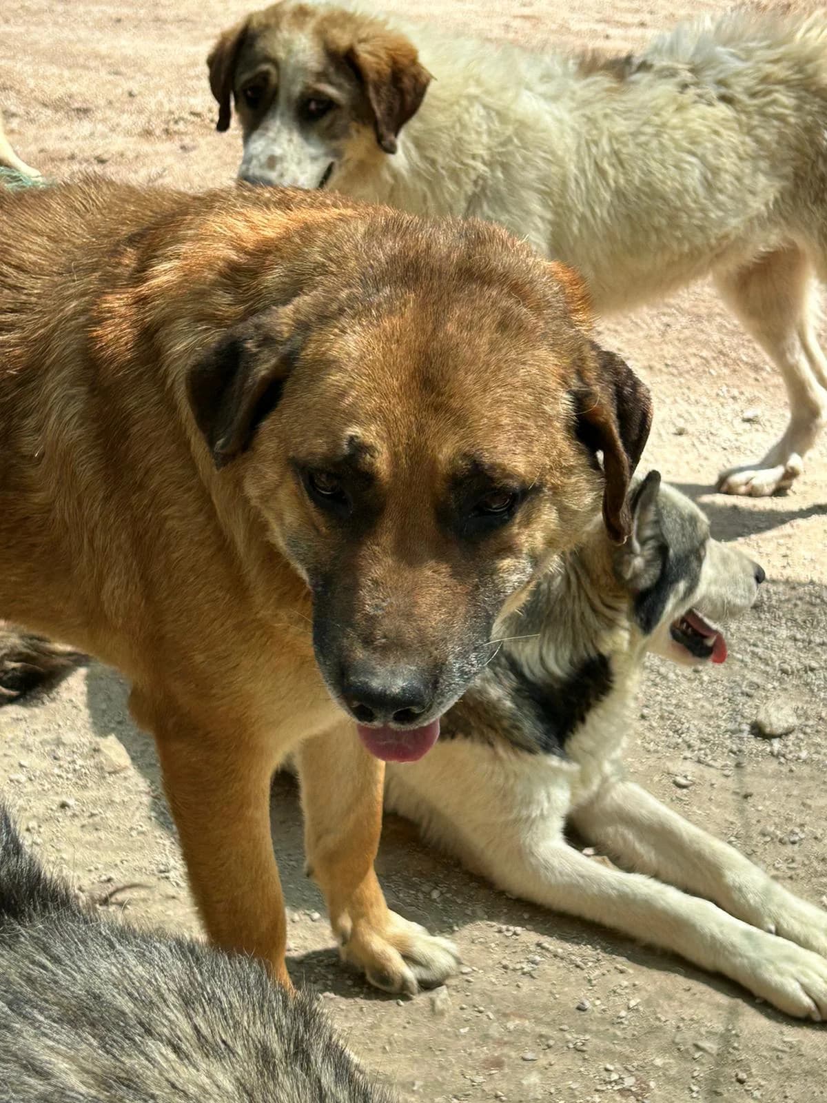 Aladin, Mixed Breed for adoption at Save the Dogs BiH, Jajce