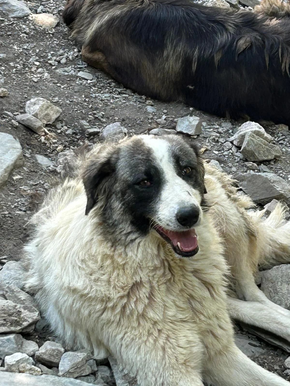 Queenie, Mixed Breed for adoption at Save the Dogs BiH, Jajce