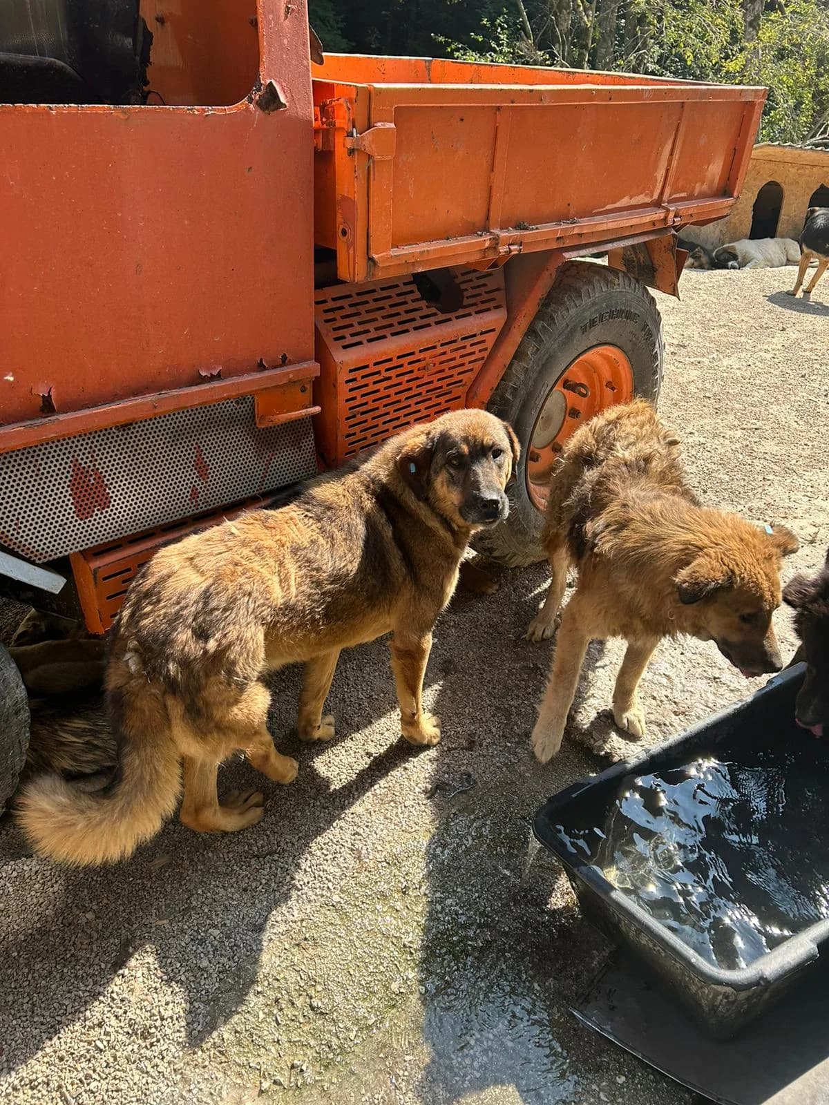 Beki, Mixed Breed for adoption at Save the Dogs BiH, Jajce